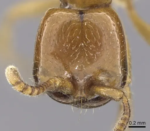 Dorylus laevigatus - CASENT0249441