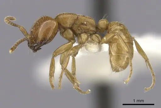 Dorylus laevigatus - CASENT0249441