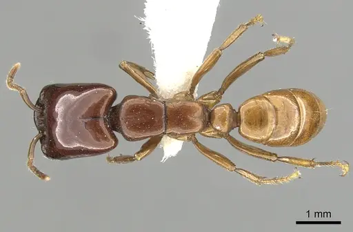 Dorylus laevigatus - CASENT0249442