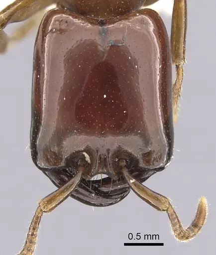 Dorylus laevigatus - CASENT0249442