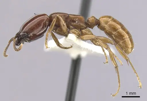 Dorylus laevigatus - CASENT0249442