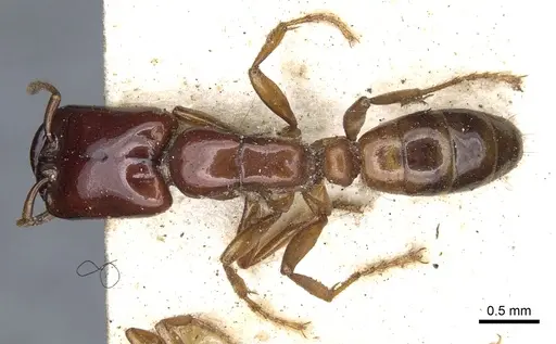 Dorylus laevigatus - CASENT0902696