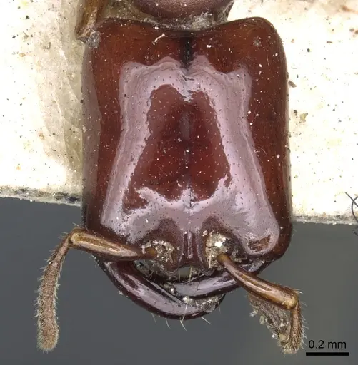 Dorylus laevigatus - CASENT0902696