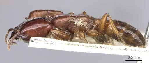 Dorylus laevigatus - CASENT0902696