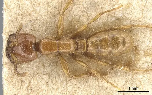 Dorylus laevigatus - CASENT0903709