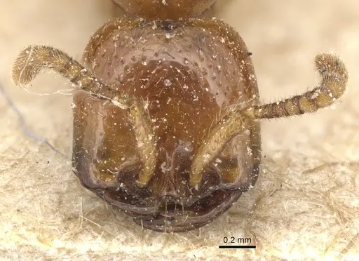 Dorylus laevigatus - CASENT0903709