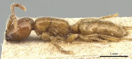 Dorylus laevigatus - CASENT0903709