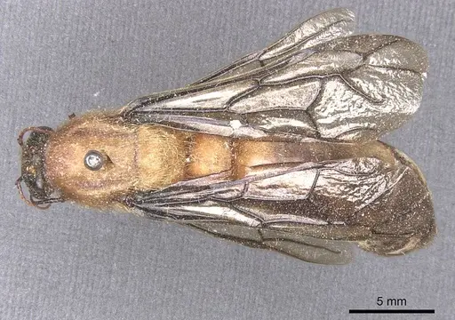 Dorylus leo specimen