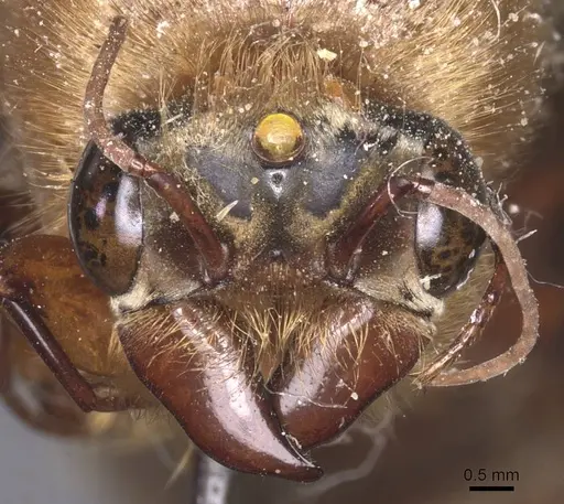 Dorylus leo specimen