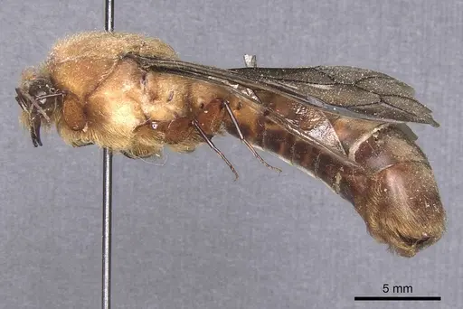 Dorylus leo specimen