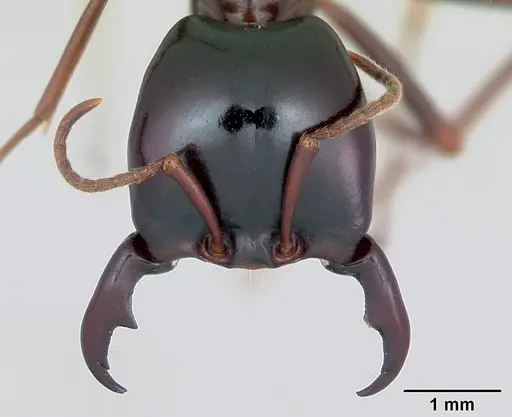 Dorylus mayri specimen