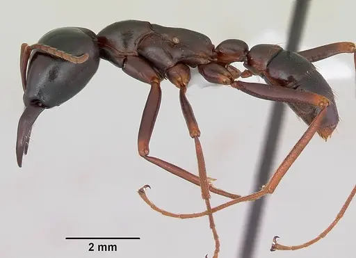 Dorylus mayri specimen