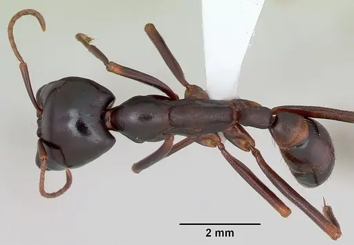 Dorylus mayri - CASENT0172640
