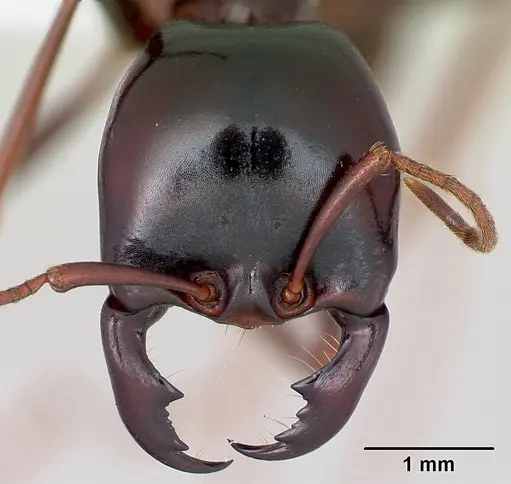 Dorylus mayri - CASENT0172640