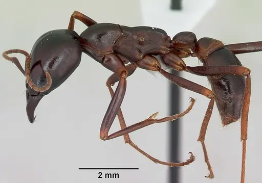 Dorylus mayri - CASENT0172640