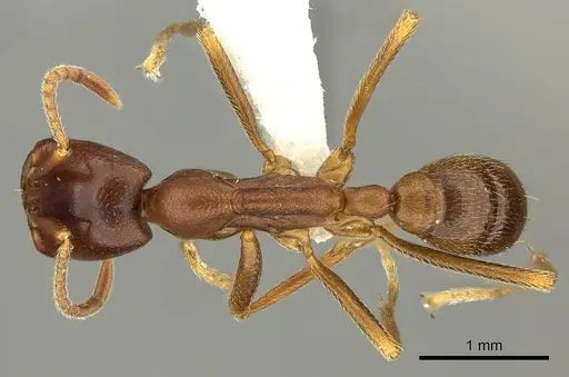 Dorylus mayri - CASENT0235179