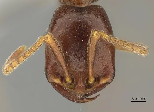 Dorylus mayri - CASENT0235179