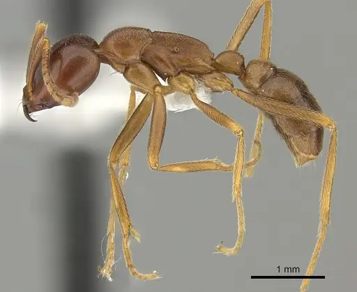 Dorylus mayri - CASENT0235179