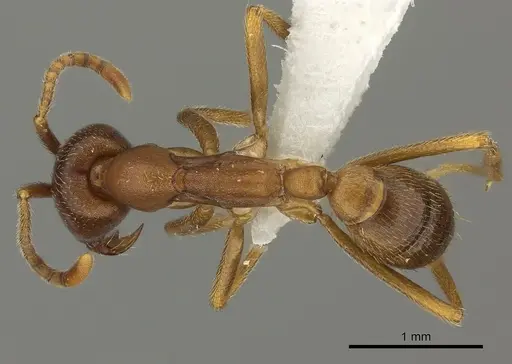 Dorylus mayri - CASENT0235180