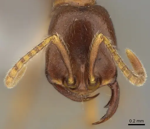 Dorylus mayri - CASENT0235180