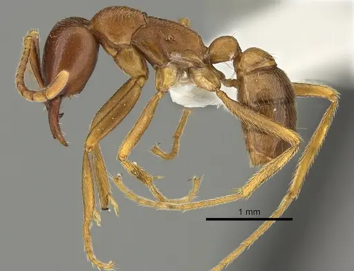 Dorylus mayri - CASENT0235180