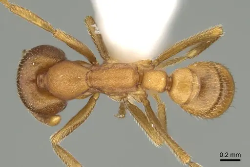 Dorylus mayri - CASENT0249429