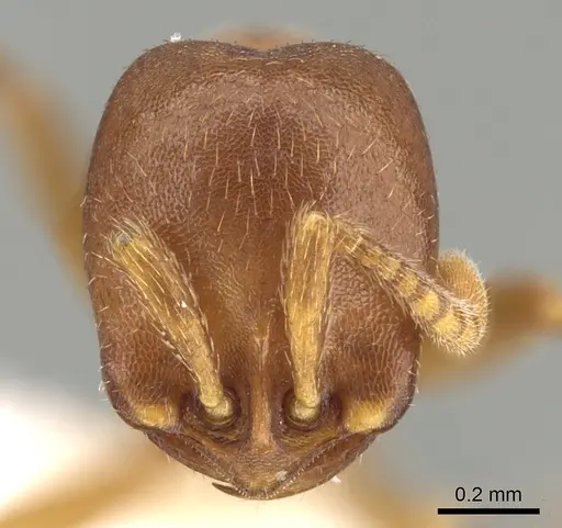 Dorylus mayri - CASENT0249429