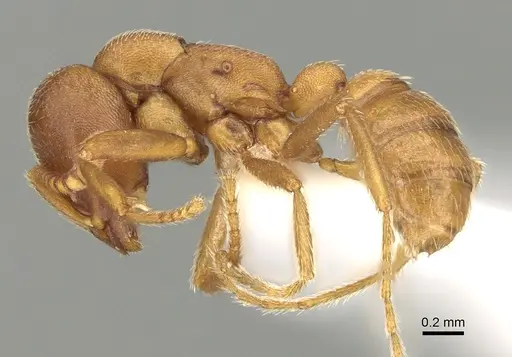 Dorylus mayri - CASENT0249429