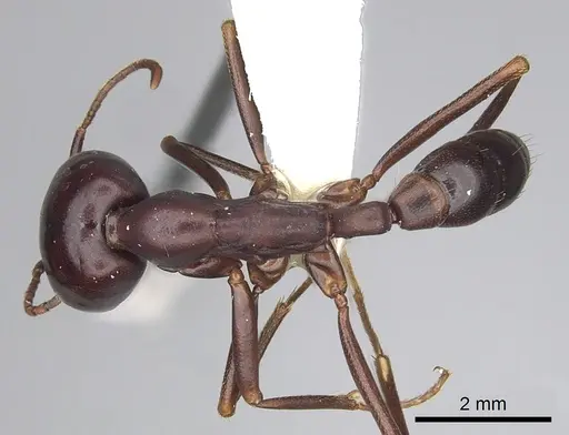 Dorylus mayri - CASENT0249430