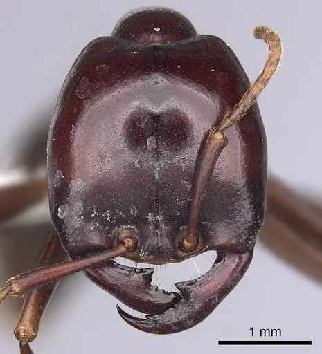 Dorylus mayri - CASENT0249430