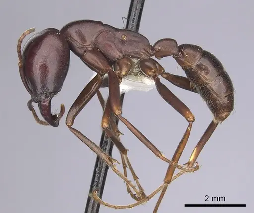 Dorylus mayri - CASENT0249430