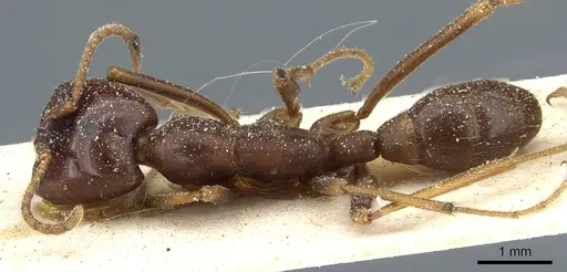 Dorylus mayri - CASENT0911304