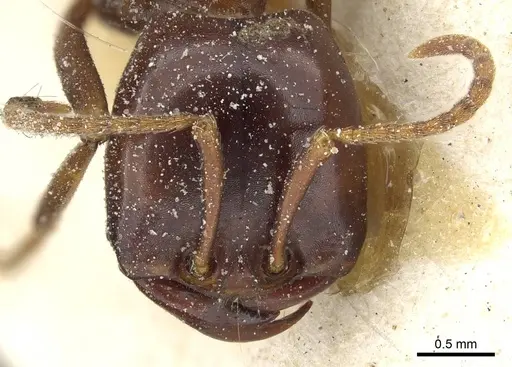 Dorylus mayri - CASENT0911304