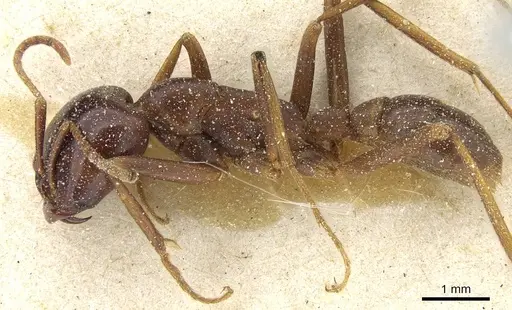 Dorylus mayri - CASENT0911304