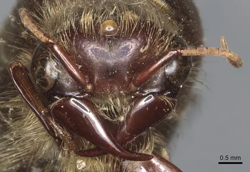 Dorylus moestus specimen