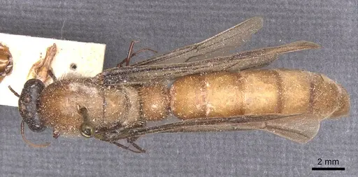 Dorylus montanus specimen