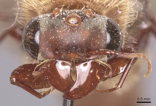 Dorylus montanus specimen