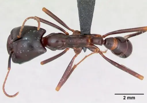Dorylus nigricans specimen