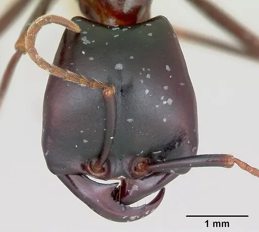 Dorylus nigricans specimen