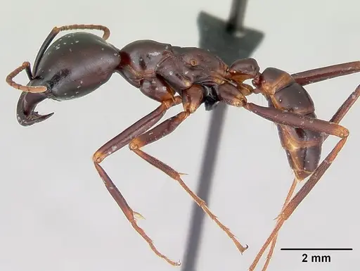 Dorylus nigricans specimen