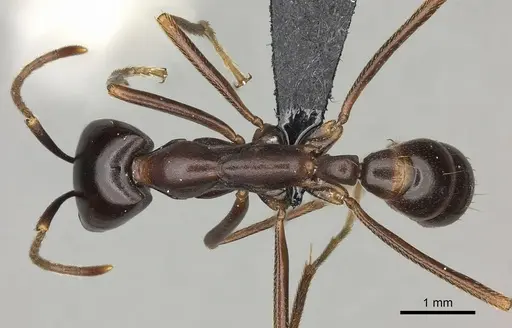 Dorylus nigricans - CASENT0094072