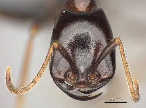 Dorylus nigricans - CASENT0094072