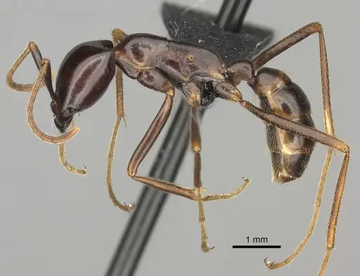 Dorylus nigricans - CASENT0094072