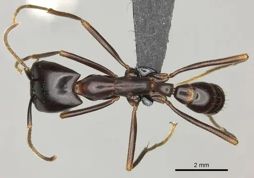 Dorylus nigricans - CASENT0094081