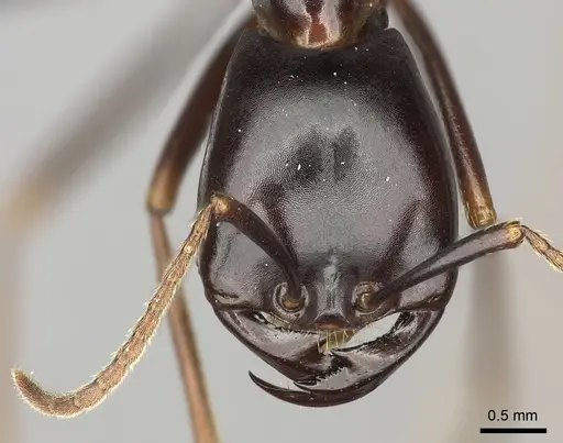 Dorylus nigricans - CASENT0094081