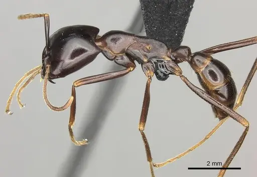 Dorylus nigricans - CASENT0094081