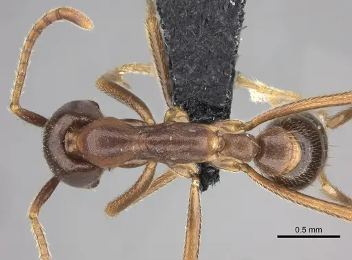 Dorylus nigricans - CASENT0094099