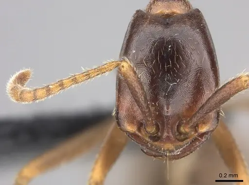 Dorylus nigricans - CASENT0094099