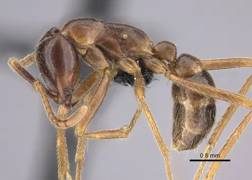 Dorylus nigricans - CASENT0094099