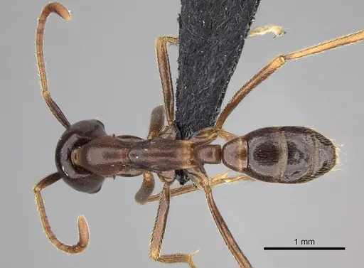 Dorylus nigricans - CASENT0094100